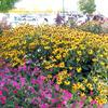 Floral displays at the fairgrounds.